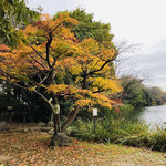 深まる秋の風景（2022年11月19日　撮影：篠原富士子）