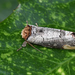 ツマキシャチホコ（シャチホコガ科）  　体長約5cmほどの蛾であるが、止まっている姿は葉の上に落ちている小さな枯れ枝の破片の様に見える。（2020年8月1日　撮影：田中直義）