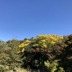 まもなく立冬。黄色いエノキの葉が映えます。モミジは赤く色づきはじめ、じゅん菜池もどんどん紅葉がすすむでしょう。  鳥の食事のあと残していった種から芽が出て、エノキなどの木が成長し、じゅん菜池を彩っています。（2022年11月6日　撮影：井上禎二郎）