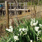 管理地のニホンスイセンは伊豆の下田から植物交換で頂いたものです。毎年白く清楚な花を咲かせてくれます。（2022年3月16日　撮影：禿雅子)