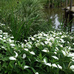 ハンゲショウ（半夏生）が今年も池端で盛りとなりました。白く目立ち虫を呼ぶのは、花ではなく花の近くの葉っぱです。（2021年6月23日　撮影：禿雅子）