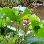 今年も管理地内の本池で古代ハスが咲き始めました。伊豆の下田から植物交換で頂いた種です。（2022年7月6日　撮影：禿雅子）