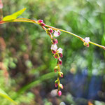 ボントクタデ（タデ科） 　ボントクタデの小さな花が咲きました。ヤナギタデに似ているが、葉に辛味がなく、茎には毛があります。（2022年10月2日　撮影：徳永美澄）