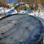じゅん菜池は、雪景色になりました。ジュンサイの水槽には、氷が張っています。（2022年1月7日　撮影：徳永美澄）