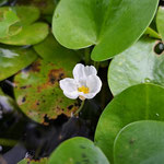 トチカガミ（トチカガミ科） トチカガミの白い花びらは薄く、少し透けて見えます。水面に出てくる葉の裏側には気嚢があり、このふくらみが浮袋になっています。（2023年8月20日　撮影：徳永美澄）