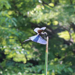 チョウトンボ♂（トンボ科）  チョウのようにひらひらと飛ぶ。反射して輝く翅の模様は個体差が大きい。腹部が短く、後翅が大きい。（2021年8月1日　撮影：中谷治代）