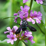 ナミルリモンハナバチ（ミツバチ科）  　幸せを呼ぶといわれている青色の鮮やかな紋を持つ小型のハチで、別のハチ（スジボソフトハナバチ）に寄生するとされている。ミソハギの花に来ていました。（2022年7月21日　撮影：田中直義 ）