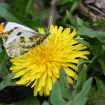 ツマキチョウ♂（シロチョウ科） 　春先にのみ見られるモンシロチョウより少し小さい蝶です。オスは前翅の先端が黄色ですがメスは白色です。（2021年3月25日　撮影：田中直義）