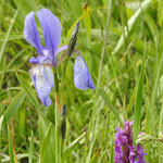 Breitblättrige Fingerwurz und Sibirische Iris (GZ)