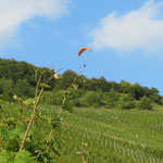 Drachenflieger über den Weinbergen
