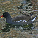 Teichhuhn