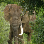 Südafrika Addo Elephant Park