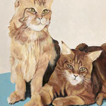 MainCoon-Katzen, M.M.