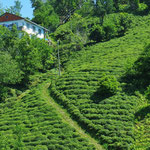 Nach Trabzon bis zur georgischen Grenze wird Tee für den überall in der Türkei getrunkenen Cay angebaut.