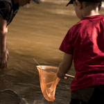 Wassertiere beobachten ©Verena Wendl