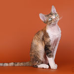 Prada Happymiau 4y.o