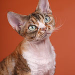 Prada Happymiau 4y.o