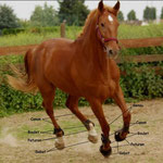 Les jambes du poney