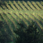 Sur la route des Vigiers (24)