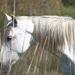 Jeune cheval camarguais