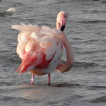 Flamand rose