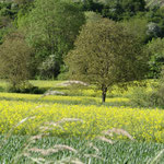 Paysage de champ de moutarde