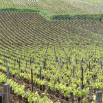 Vignes à Romanée-Conti