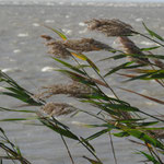 Roseaux dans le mistral