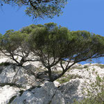 Dans les Calanques