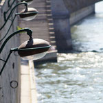 Voie sur berges: Paris