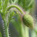 Bouton de coquelicot