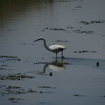 Dans le Polder de Sébastopol