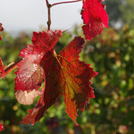 Feuillage d'Automne à la Corrégie (24)