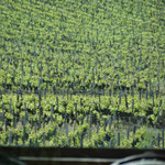 Vignes sur les Hautes-Côtes de Nuits