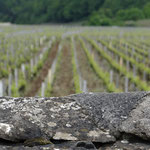 Vigne dans les Côtes de Nuits