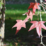 Feuillage d'Automne à la Corrégie (24)