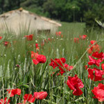 Sur la route du Minervois