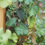 Weinstock im Garten