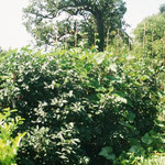 meine Hecke