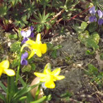Der Frühling kündigt sich an