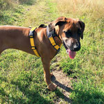 Führgeschirr "MOVE" verstellbar Gurtband: gelb; Polsterung Softshell grau, Hund ca. 13 Wochen