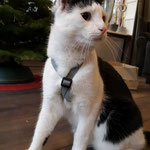 Katzen-Geschirr: Gurtband: Grau; Fleece: Dunkelblau;