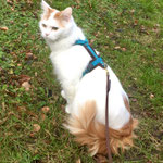 Katzen-Geschirr: Gurtband: Petrol; Fleece: Braun; 3m Gurtbandleine mit Handschlaufe; Braun