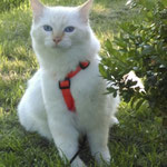 Katzen-Geschirr: Gurtband: orange, Fleece: grau