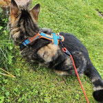 Katzen-Geschirr KOMFORT GB: petrol; Polsterung: Softshell zimt 