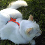 Katzen-Geschirr: Gurtband: orange, Fleece: grau