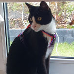 Katzen-Geschirr KOMFORT GB: lila; Polsterung: Softshell neonrot