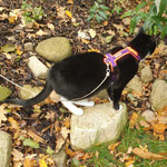 Katzen-Geschirr KOMFORT GB: lila; Polsterung: Softshell neonrot 
