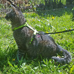 Minka mit ihrem neuen Katzen-Geschirr, GB: Limone; Fleece: Schwarz