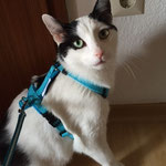 Katzen-Geschirr: Gurtband: türkis, Fleece: türkis